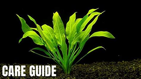 amazon sword plant care